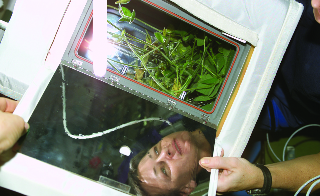 Tem um pé de soja no espaço! Descubra desafios e benefícios desse cultivo na ISS - 2