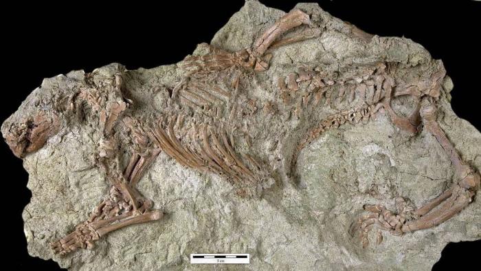 Pesquisadores descobrem fóssil de espécie misteriosa de mamífero em Madagascar - 1