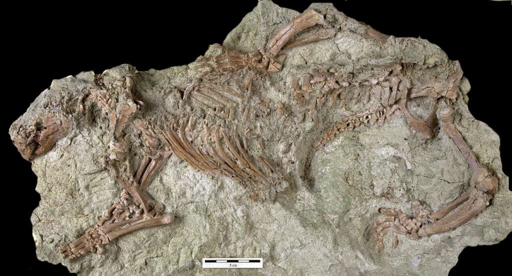 Pesquisadores descobrem fóssil de espécie misteriosa de mamífero em Madagascar - 2