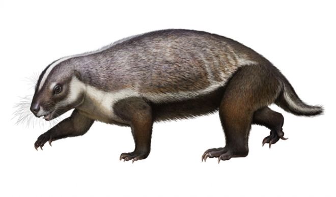 Pesquisadores descobrem fóssil de espécie misteriosa de mamífero em Madagascar - 3