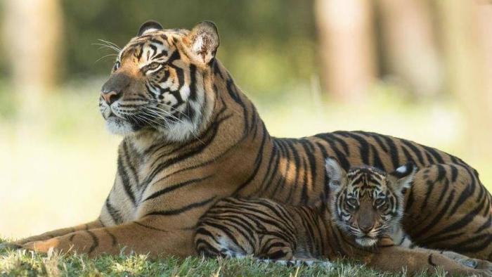 Tigresa é diagnosticada com COVID-19 em zoológico dos Estados Unidos - 1