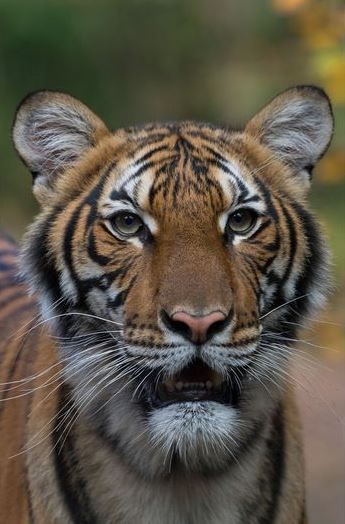 Tigresa é diagnosticada com COVID-19 em zoológico dos Estados Unidos - 2