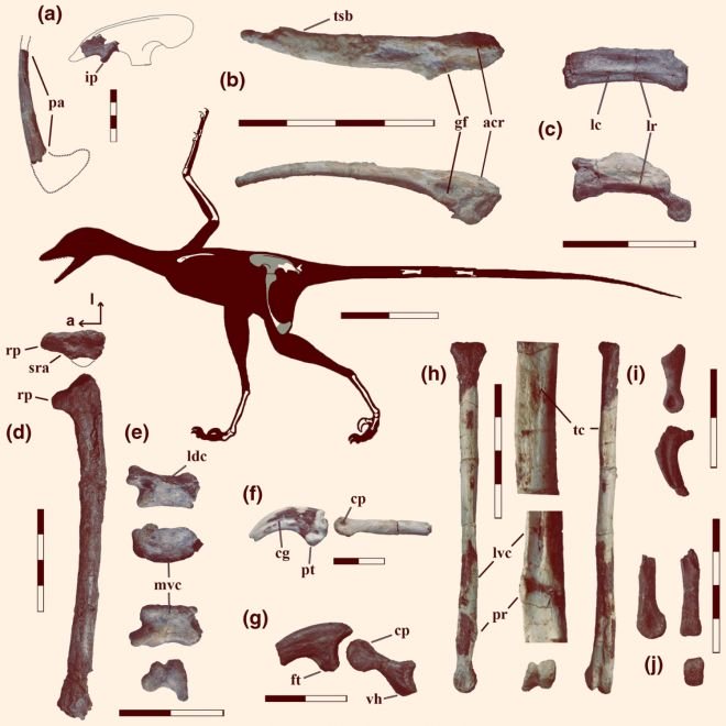 Dinossauro-pássaro que viveu há 90 milhões de anos é descoberto na Patagônia - 3