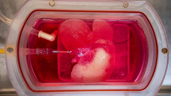 Órgãos feitos sob encomenda? Ratos recebem minifígados feitos de células humanas - 1