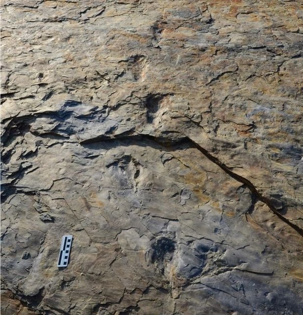 Pegadas fossilizadas: crocodilos bípedes viveram na Terra há 120 bilhões de anos - 3