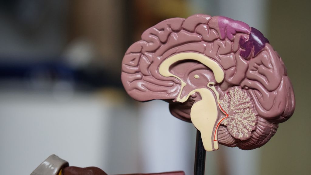 Percepção do cheiro pelo cérebro funciona como notas musicais, dizem cientistas - 3