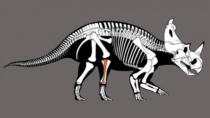 Cientistas encontram câncer ósseo avançado em fóssil de dinossauro - 1