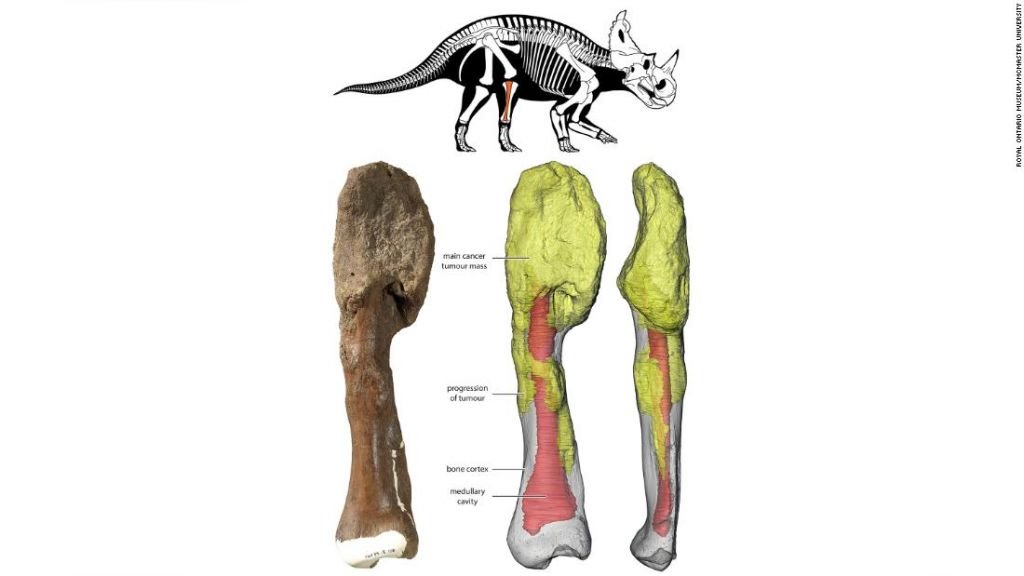Cientistas encontram câncer ósseo avançado em fóssil de dinossauro - 2