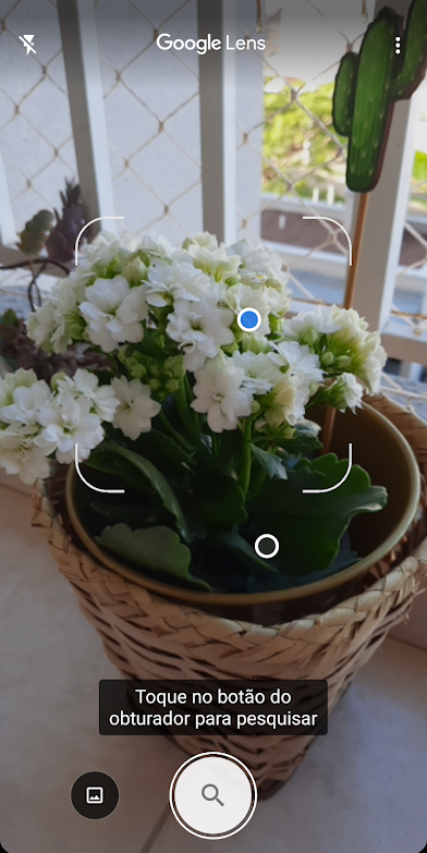 4 apps para identificar plantas por fotos - 2