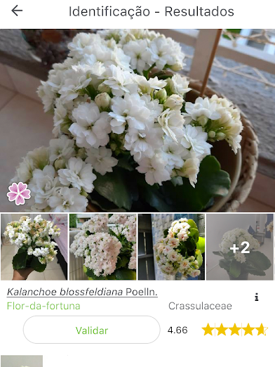 4 apps para identificar plantas por fotos - 5