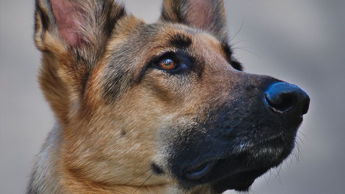 Cães farejadores podem detectar presença de coronavírus na urina - 1