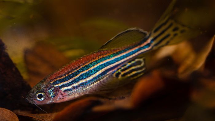 Peixinho de aquário pode ajudar seres humanos a se recuperarem de infarto - 1