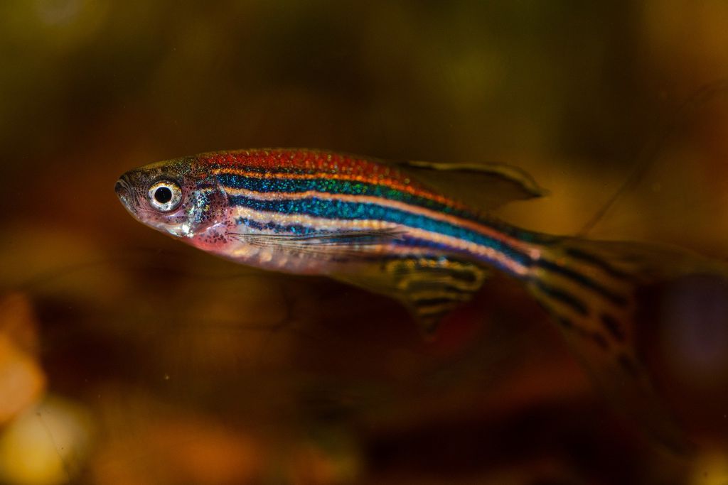 Peixinho de aquário pode ajudar seres humanos a se recuperarem de infarto - 2