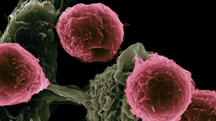 Vírus modificado consegue fazer tumores atacarem a si mesmos - 1