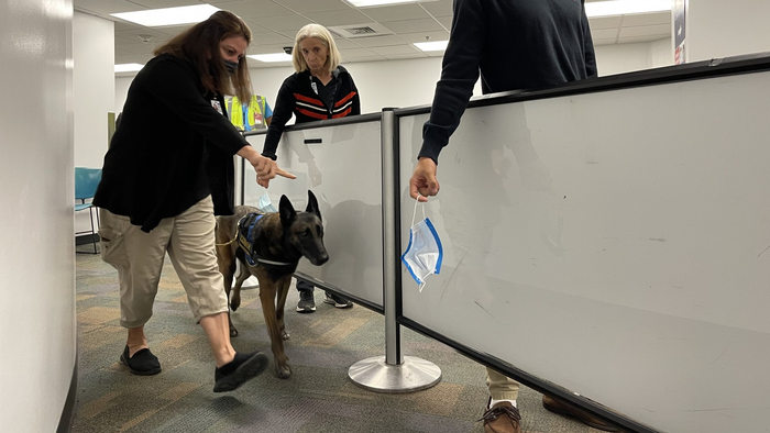 Cães farejam covid em aeroporto com 98% de precisão; saiba como funciona - 1