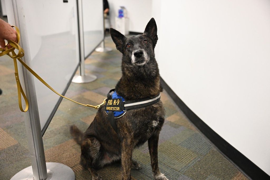 Cães farejam covid em aeroporto com 98% de precisão; saiba como funciona - 2