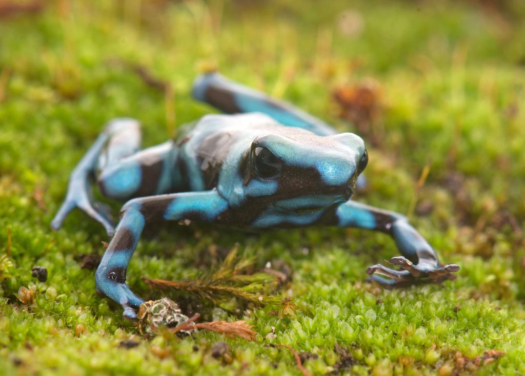 Por que animais venenosos não morrem com suas próprias toxinas? - 2