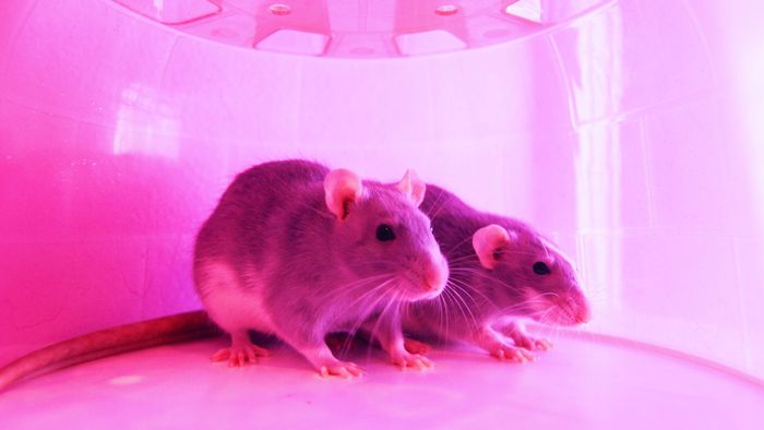 Ratos podem ser infectados pela variante Beta do coronavírus, diz estudo - 1
