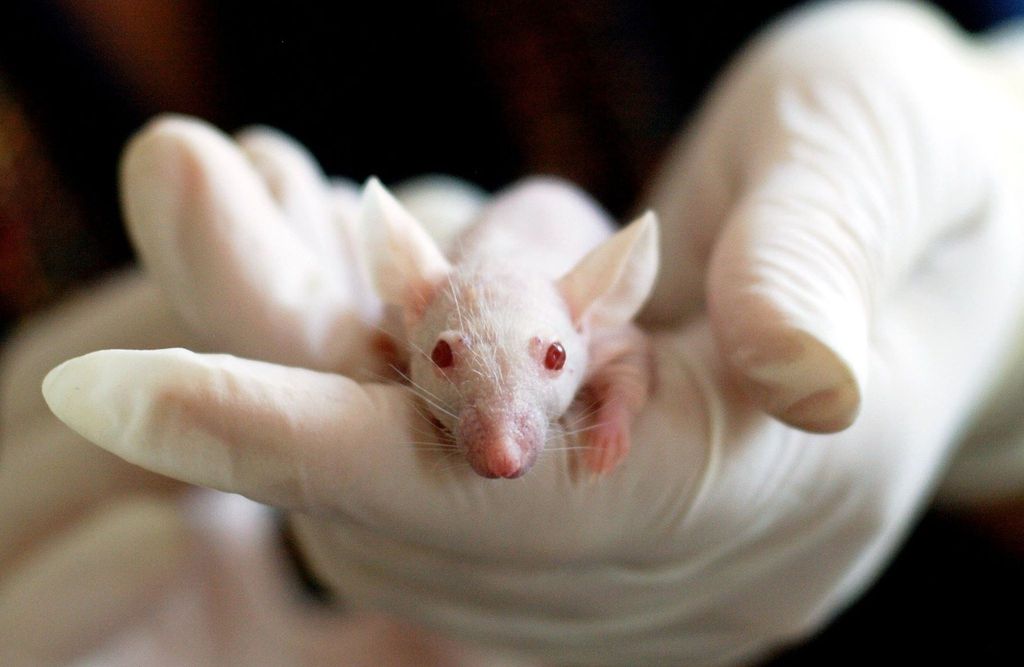 Ratos podem ser infectados pela variante Beta do coronavírus, diz estudo - 2