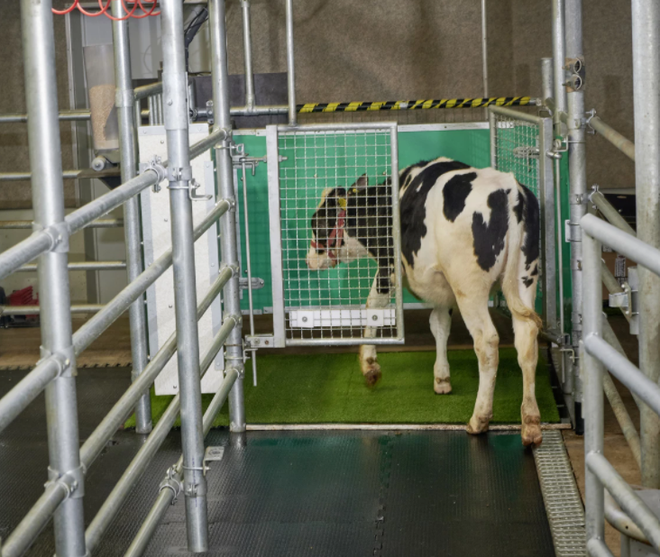 Vacas treinadas para