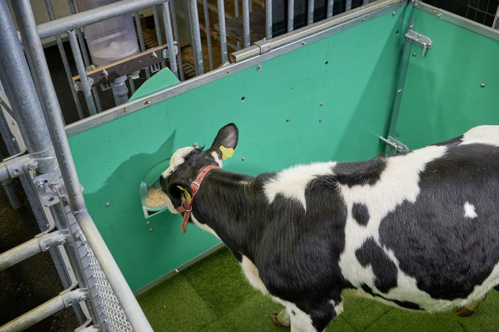 Vacas treinadas para