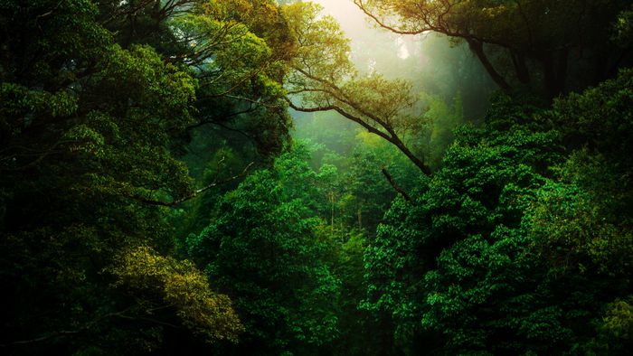 Plantas também podem entrar em extinção? - 1