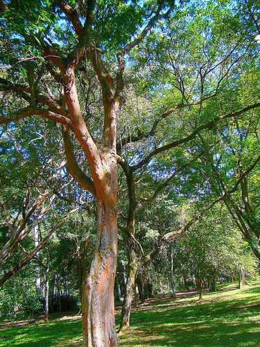 Plantas também podem entrar em extinção? - 2