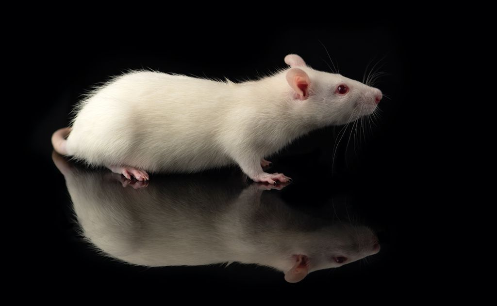 Estudo descobre como rejuvenescer músculos em roedores idosos - 2
