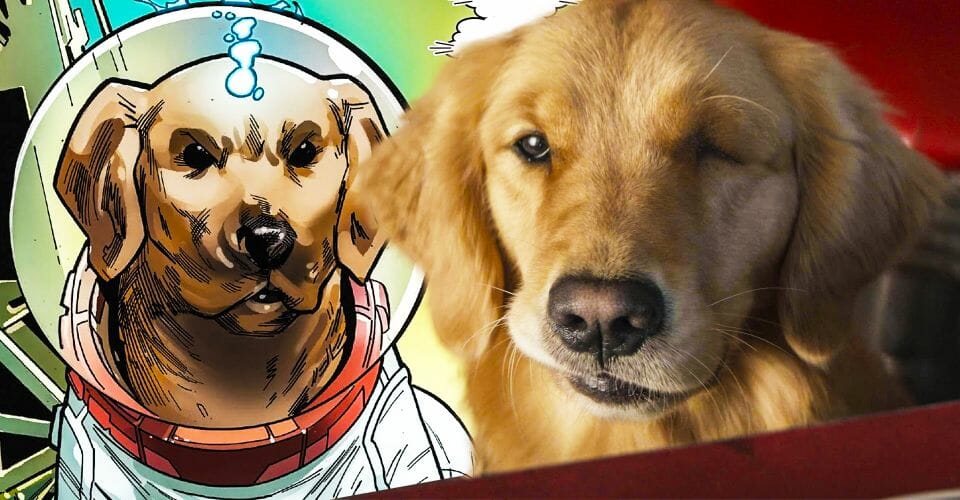 Cachorro de Gavião Arqueiro pode esconder poderes incríveis - 2