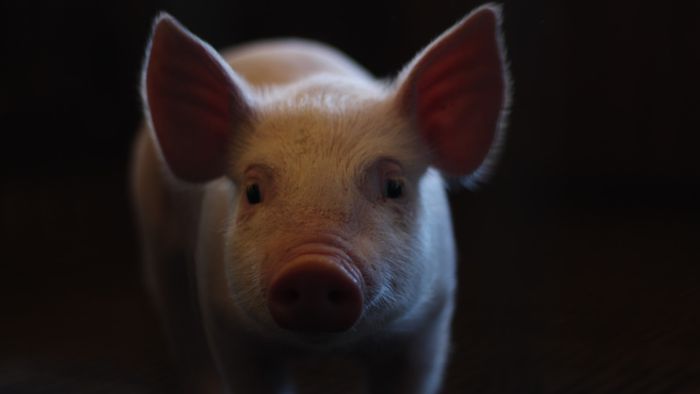 Homem recebe primeiro transplante de coração de porco do mundo - 1