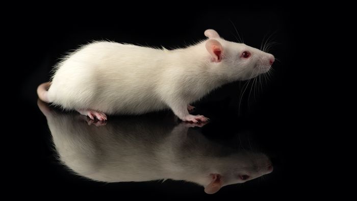 Ômicron realmente surgiu dos roedores? Cientistas analisam possibilidades - 1