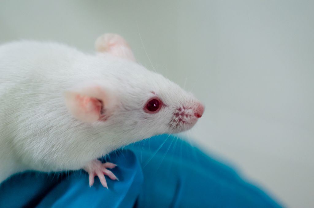 Ômicron realmente surgiu dos roedores? Cientistas analisam possibilidades - 2