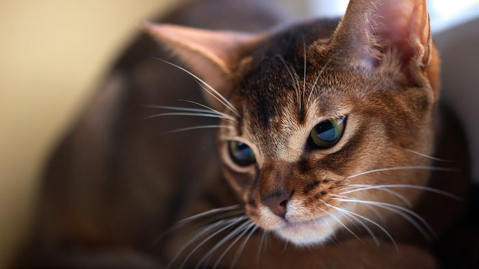 Cérebro dos gatos encolheu em 10 mil anos por causa dos humanos - 1