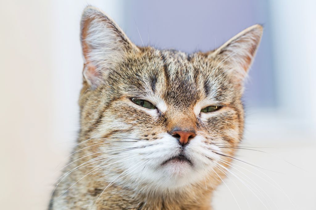 Cérebro dos gatos encolheu em 10 mil anos por causa dos humanos - 2