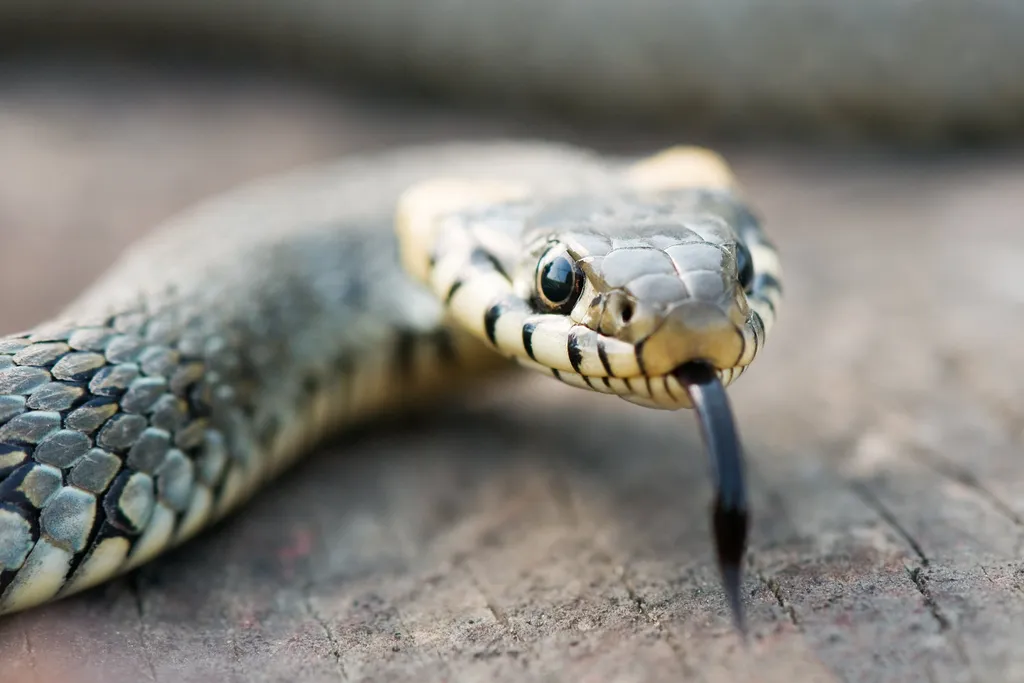 A cobra em questão não teve chances contra a eletricidade, e a fumaça de seu corpo incendiado levou seis caminhões de bombeiros ao local (Imagem: ivankmit/envato)