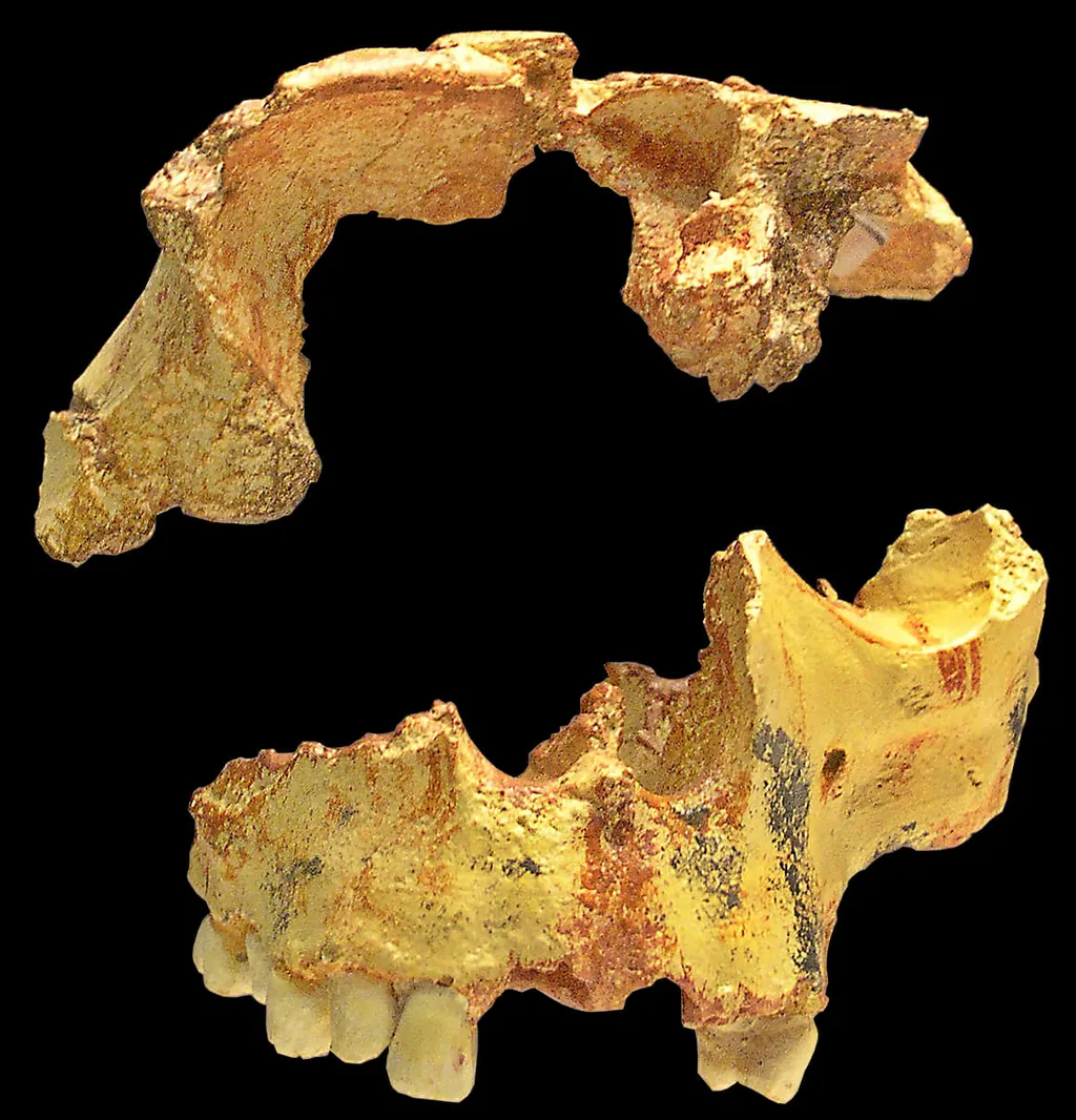Mandíbula do provável Homo antecessor, encontrada em Atapuerca (Imagem: José-Manuel Benito/Domínio Público)