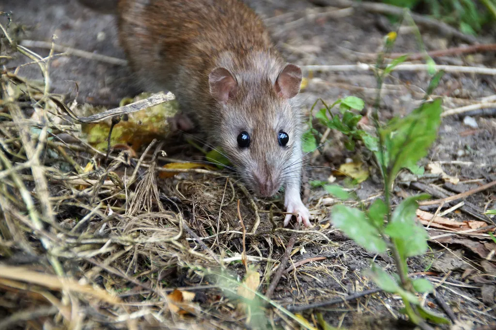 Qual é a diferença entre rato e camundongo? - 3