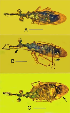 Características do fóssil de Palaeotanyrhina exophtalma