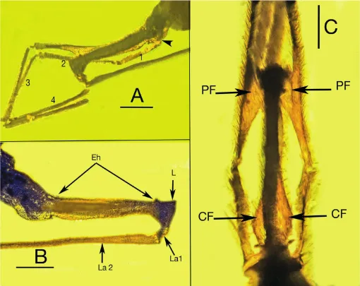 Pernas e bainha do Palaeotanyrhina exophtalma fóssil inseto