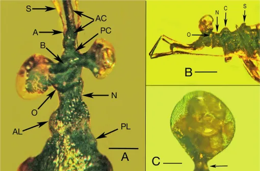 Olhos e lábio do Palaeotanyrhina exophtalma fóssil inseto