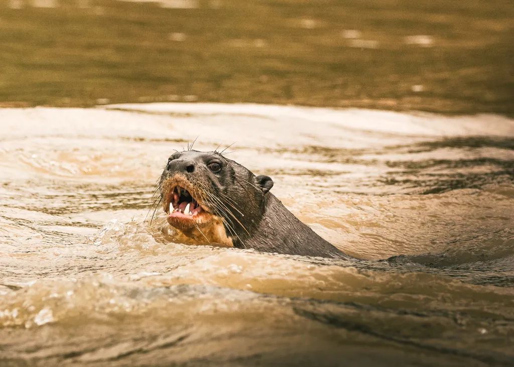 As ariranhas são muito sociáveis e territorialistas, defendendo a família com unhas e dentes no Pantanal (Imagem: David Waite/Unsplash)