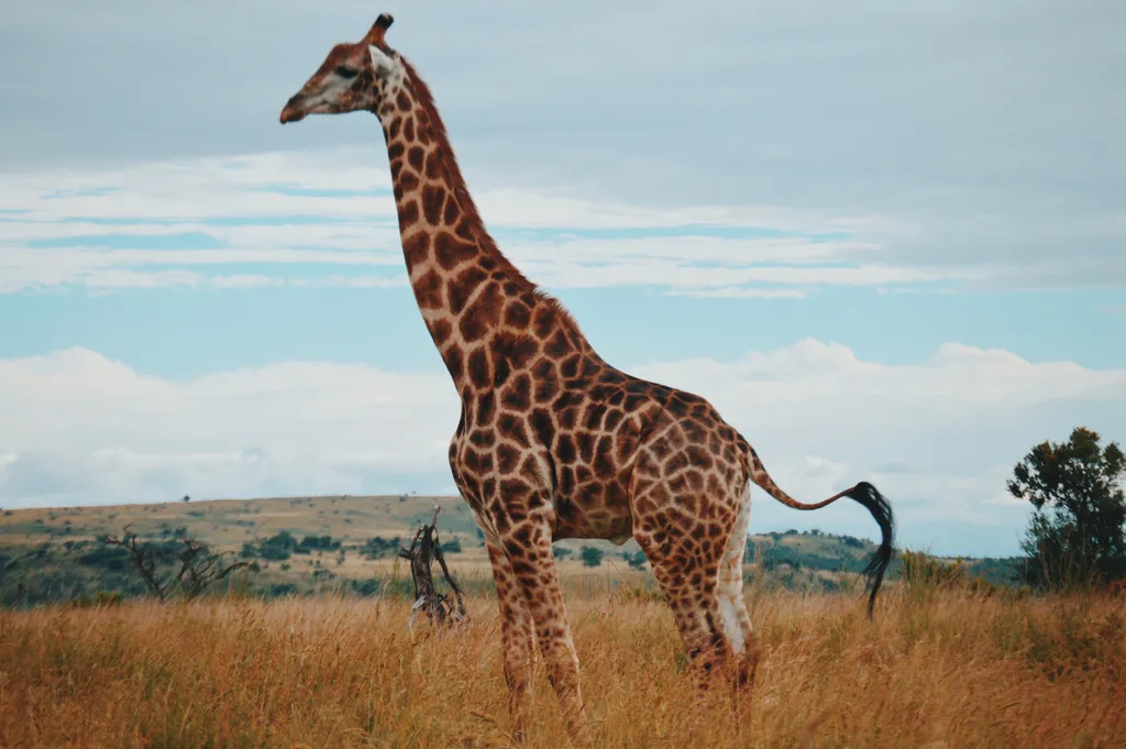 As girafas estão entre os animais pastoreiros que utilizam a cauda para afastar insetos (Imagem: Kelly Arnold/Unsplash)