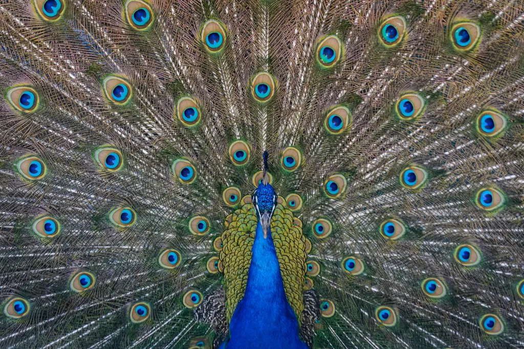 Quer exemplo melhor de caudas bonitas, utilizadas para atrair parceiros, do que o do pavão? (Imagem: Steve Harvey/Unsplash)