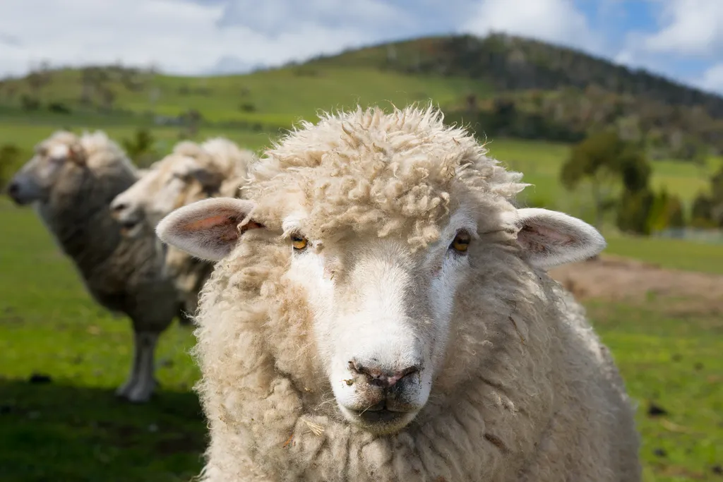 Qual é a diferença entre bode, carneiro, cabra e ovelha? - 4