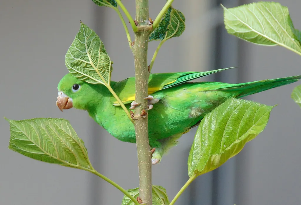 Qual é a diferença entre papagaio, maritaca e arara? - 3