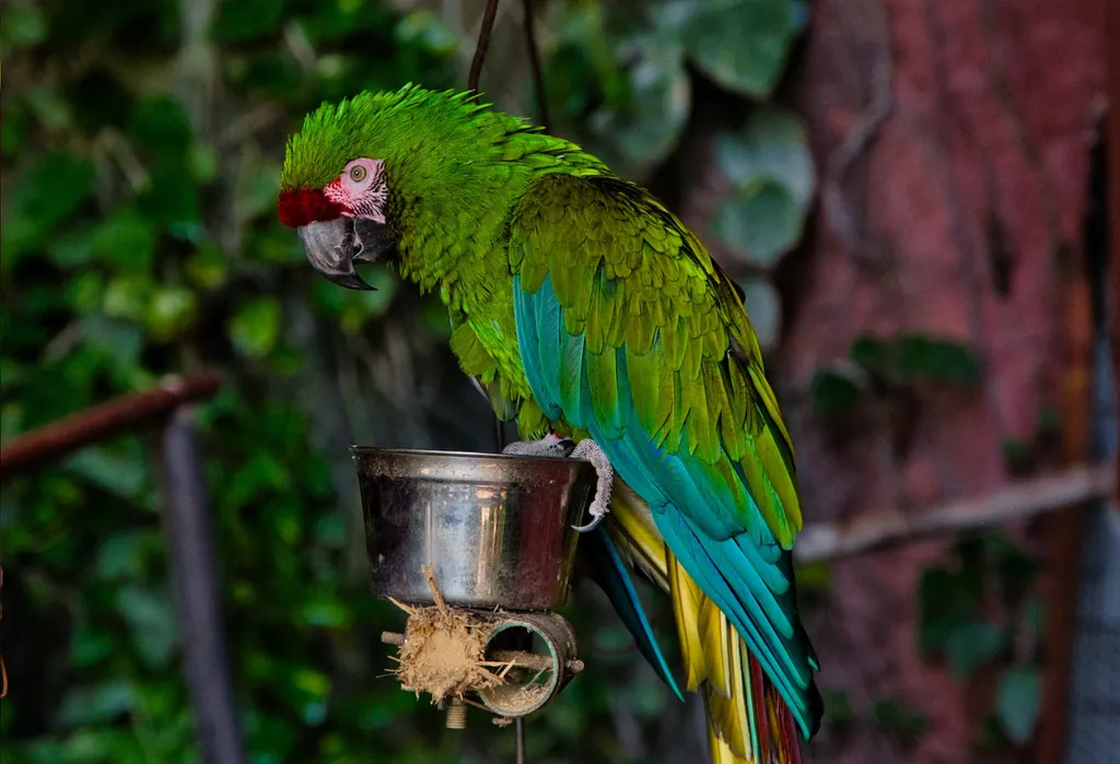 Qual é a diferença entre papagaio, maritaca e arara? - 4