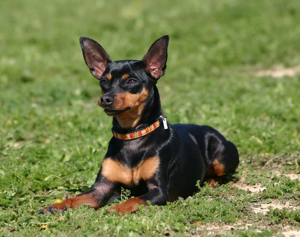 Por que cachorro pinscher é tão bravo? - 2