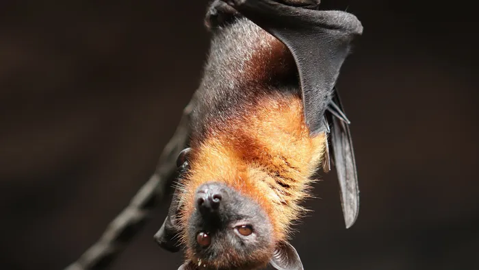Vírus descoberto em morcego russo é do tipo da covid e pode escapar de vacinas - 1