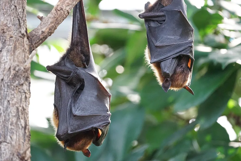 Vírus descoberto em morcego russo é do tipo da covid e pode escapar de vacinas - 2