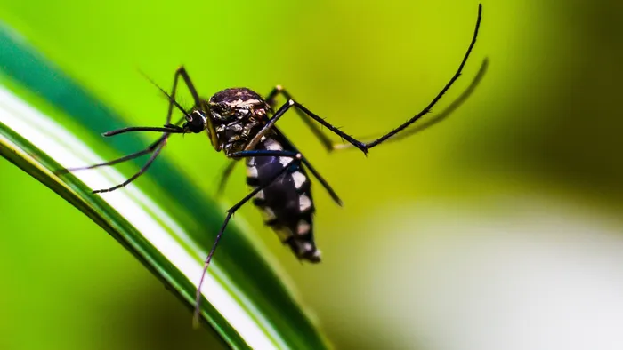 Wolbachia: uso de mosquitos 